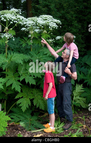 Children and their grandfather looking at Giant Hogweed (Heracleum mantegazzianum). Stock Photo