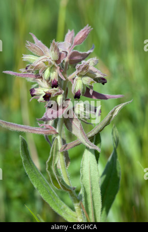 Brown Nonea (Nonea pulla), flowering. Stock Photo