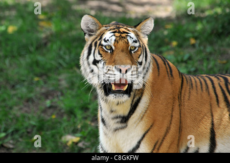 Portrait of Tiger with background out of focus