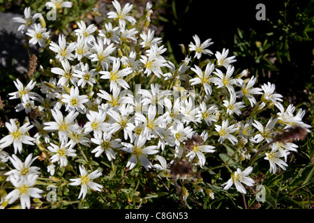 Le Saxe-Rifugio Bertone-Lavachey Trek: Glacier Mouse-Ear Chickweed Stock Photo