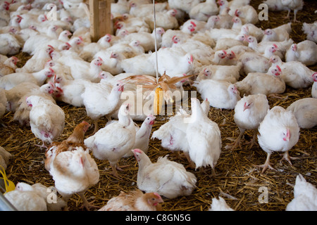 Chicken interacting with sweet corn in a barn on a Freedom Food certified chicken farm. Somerset. United Kingdom. Stock Photo