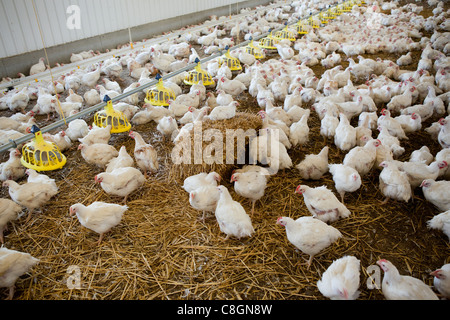 Chickens on straw bedding in barn on a Freedom Food certified chicken farm. Somerset. United Kingdom. Stock Photo