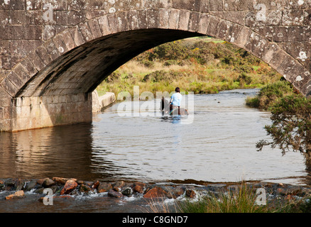 Horse and rider wading through river viewed through bridge arch at Cadover Bridge, Dartmoor, Devon UK Stock Photo