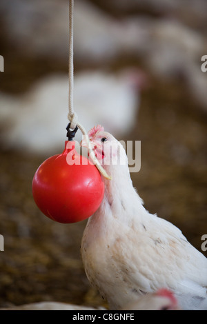 Chicken interacting with red ball in a barn on a Freedom Food certified chicken farm. Somerset. United Kingdom. Stock Photo