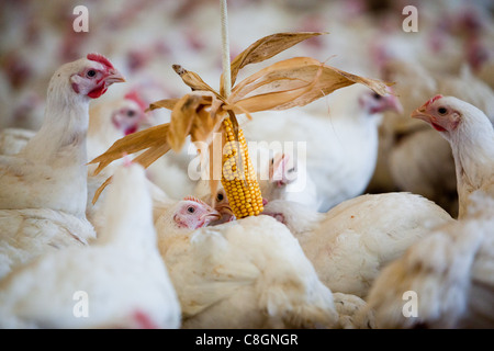 Chicken interacting with sweet corn in a barn on a Freedom Food certified chicken farm. Somerset. United Kingdom. Stock Photo