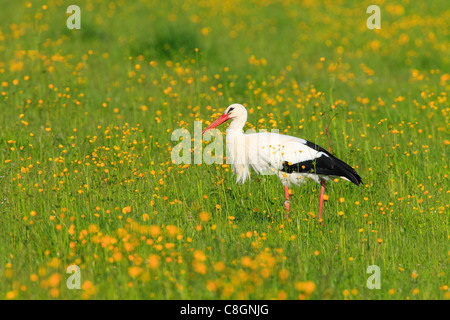 1, flower, flowers, meadow, flower, splendour, Ciconia ciconia, spring, food, food search, nature, uplands, Switzerland, search, Stock Photo