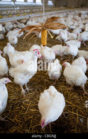 Chicken interacting with sweet corn in a barn on a Freedom Food certified chicken farm. Somerset. United Kingdom. Stock Photo