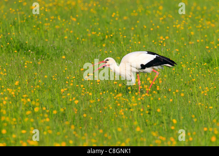 1, flower, flowers, meadow, flower, splendour, Ciconia ciconia, spring, food, food search, nature, uplands, Oetwil am See, Switz Stock Photo