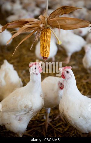 Chicken interacting with sweet corn in a barn on a Freedom Food certified chicken farm. Somerset. United Kingdom. Stock Photo