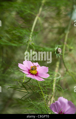 Pollen from a Pink Cosmos flower Stock Photo - Alamy