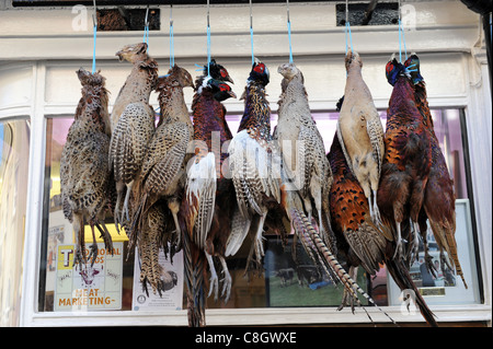 Game birds pheasants hanging outside butchers shop in Ludlow England Uk Stock Photo