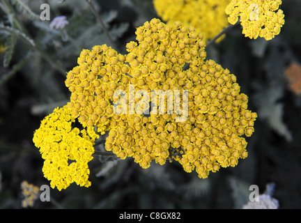 Achillea Filipendulina “Gold Plate” Stock Photo