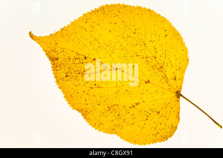 Autumn Common Lime Leaves Stock Photo
