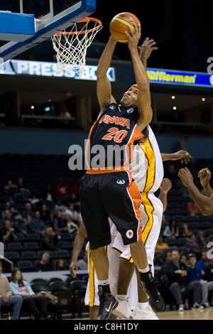 London Ontario, Canada - October 23, 2011. Morgan Lewis (20) of the Oshawa Power picks up a rebound in a game against the London Lightning. London won the game 111-83. Stock Photo