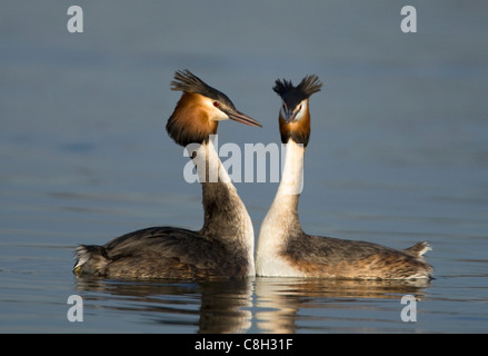 great crested grebes,portrait Stock Photo