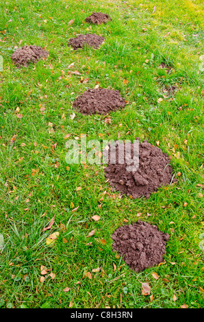 molehills on green grass in autumn garden Stock Photo
