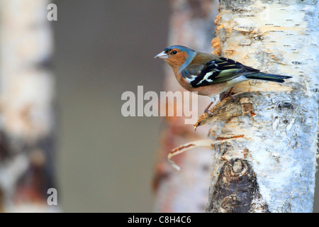 Flight, tree, movement, chaffinch, Cairngorms, national park, food, eating, flight, wing, Fringilla coelebs, feed, feed search, Stock Photo