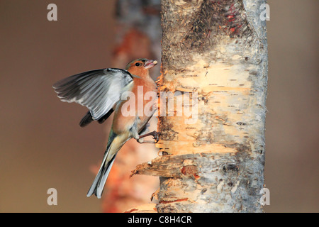 Flight, tree, movement, chaffinch, Cairngorms, national park, food, eating, flight, wing, Fringilla coelebs, feed, feed search, Stock Photo