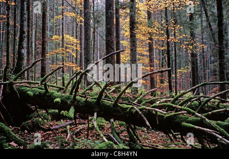 Combe Grède, Villeret, Chasseral, Switzerland, canton Bern, Jura, forest, wood, forest reserve, mixed forest, fall, autumn, dead Stock Photo