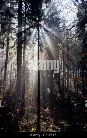 Montricher, Mont Tendre, Switzerland, canton Waadt, canton de Vaud, forest, wood, mountainous forest, mixed forest, silver fir, Stock Photo