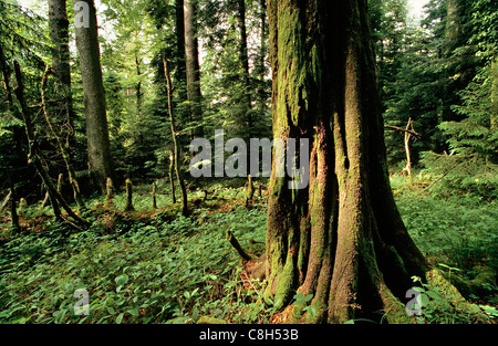 Wynau, Mettlenrain-Höchi, Switzerland, canton Bern, Mittelland, forest, wood, mixed forest, nature reserve, tree, deadwood, Norw Stock Photo