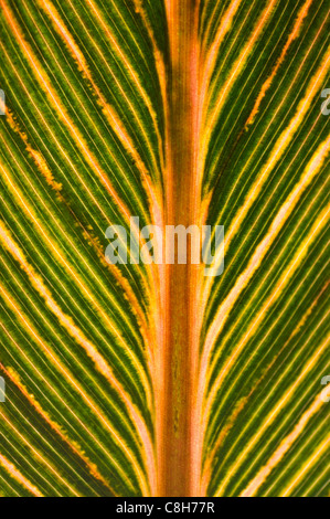 Variegated Banana leaf with the sun shining through to highlight the wonderful pattern Stock Photo