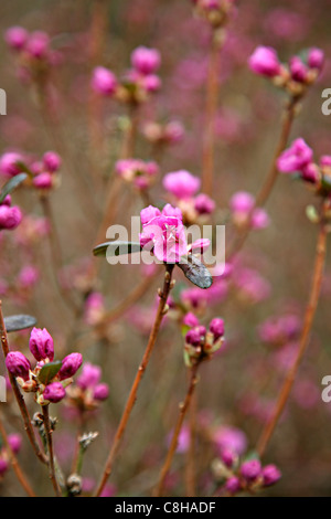 Rhododendron dauricum 'Mid-winter' AGM syn Rhododendron dauricum 'Midwinter' syn. Rhododendron dauricum 'Mid Winter' Stock Photo