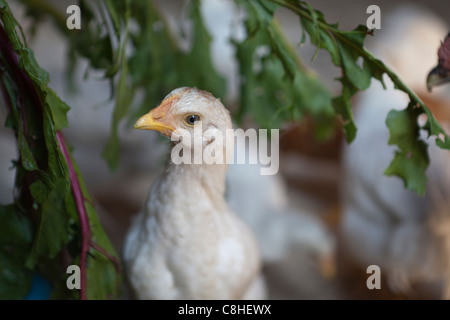 Chicken farm Stock Photo