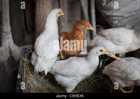 Chicken farm Stock Photo