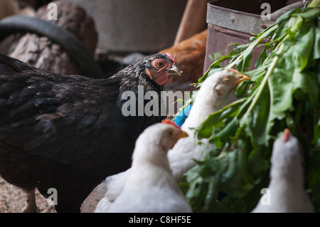 Chicken farm Stock Photo