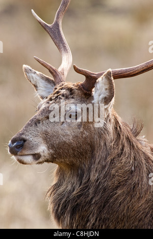red deer stag in scotland Stock Photo