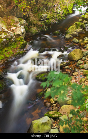 The waters of the College Burn near Hethpool Linn in the Northumberland National Park, England. OS REF: NT 901284 Stock Photo