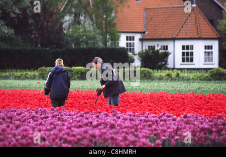 Farmworkers in tulip field, Holland. Stock Photo
