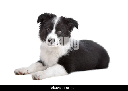 Border Collie puppy in front of a white background Stock Photo