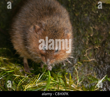 Water vole (arvicola terrestris) located in drains off a small section of river, Somerset. Stock Photo