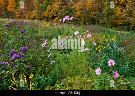 Autumn Color and Wildflowers in Meadow at Mount Saint Francis in Floyd County, Indiana Stock Photo