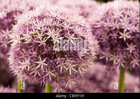 Allium 'Round and Purple' in flower Stock Photo