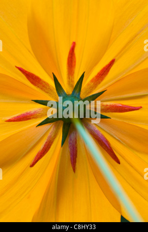 Close-up of the Backside of a Cosmos Flower Stock Photo