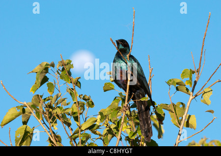Southern Lesser Blue-Eared Starling (Lamprotornis elisabeth), Okavango Delta, Botswana Stock Photo