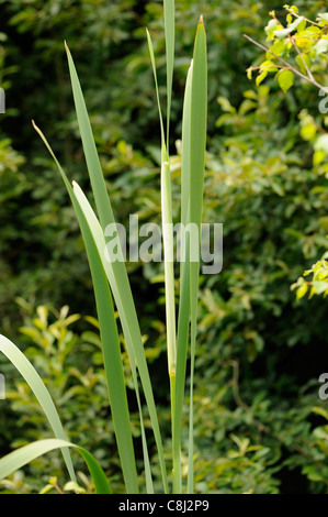 Bulrush or Reedmace, typha latifolia, sheathed flower spike (or bud) Stock Photo