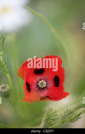 Oriental Poppy Flower Stock Photo
