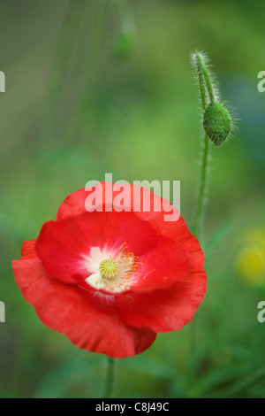 Red Oriental Poppy Stock Photo