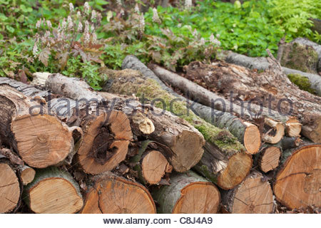 Log pile wildlife habitat in valley fen reserve, Roydon Fen, Roydon ...