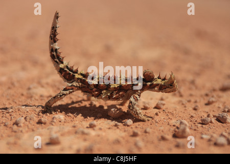 Thorny Devil, Moloch horridus, Australian lizard, Thorny dragon, Thorny lizard, Mountain devil, Molch, spikes, loner, ants, chan Stock Photo