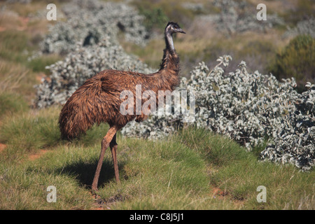 Emu, Dromaius novaehollandiae, large bird, Australia, flightless bird, Outback, dreamtime, indigenous Australian mythology, Abor Stock Photo