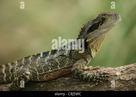 Australian water dragon, Physignathus lesueurii, Eastern water dragon, Australia, animal, reptile, semi-aquatic, arboreal agomid Stock Photo