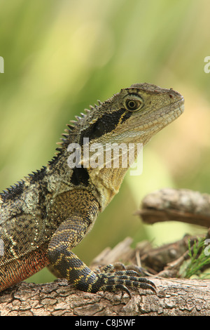 Australian water dragon, Physignathus lesueurii, Eastern water dragon, Australia, animal, reptile, semi-aquatic, arboreal agomid Stock Photo