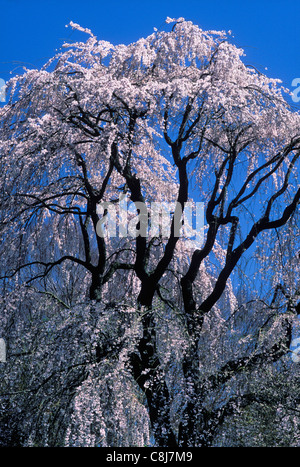Detail of Blooming Cherry Tree in Cave Hill in Louisville, Kentucky Stock Photo