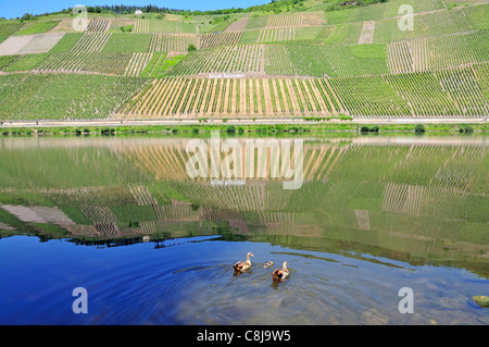 Germany, Europe, great position, Kröv, Kröver, Moselle, Nacktarsch, wine, cultivation, wine cultivation, wine region, wine-growi Stock Photo