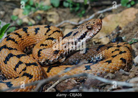 viper, vipers, adder, adders, asp viper, Vipera a. aspis, snake, snakes, reptile, reptiles, portrait, protected, endangered, ind Stock Photo